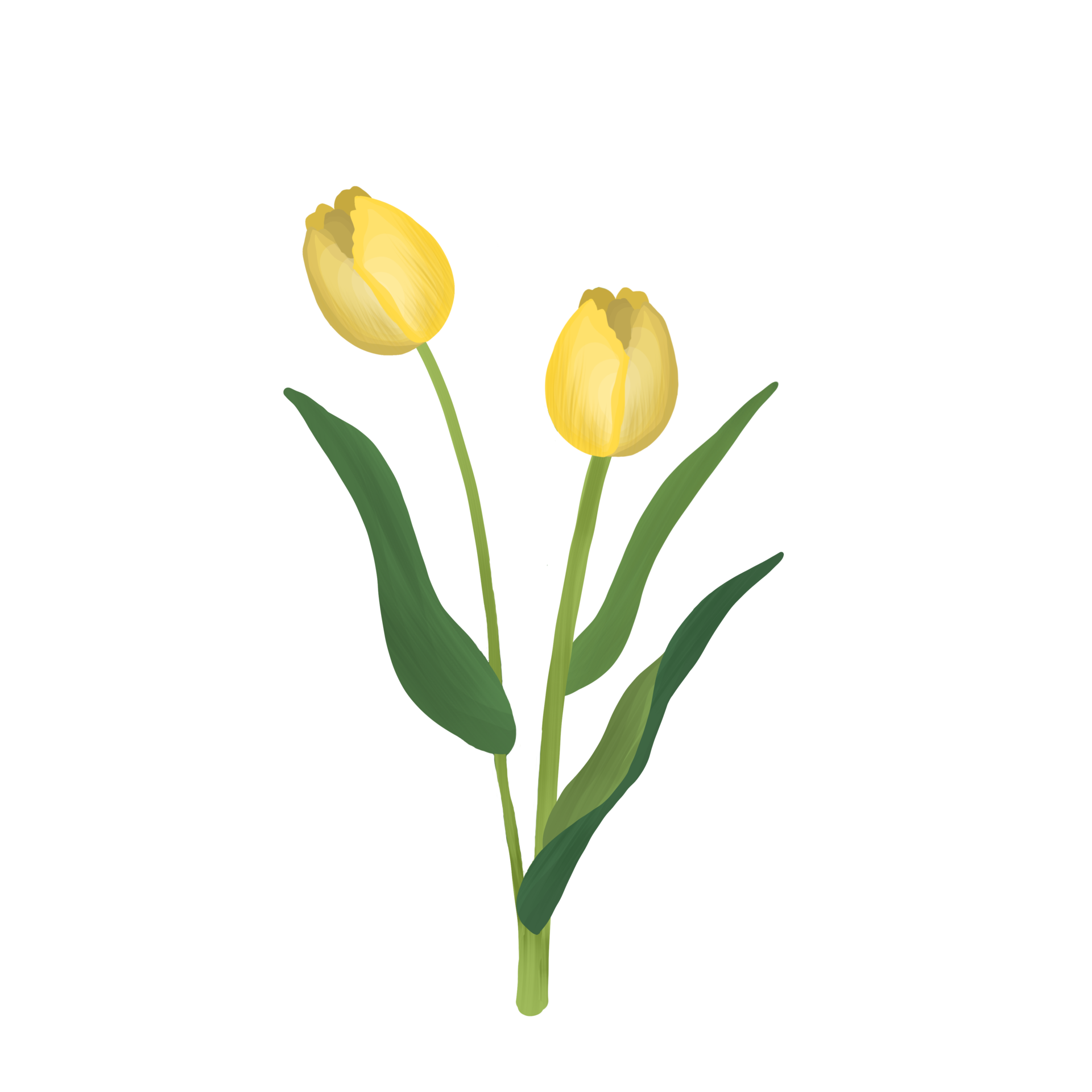 Yellow tulip